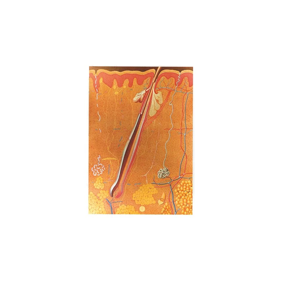 Miniatyrbild 1